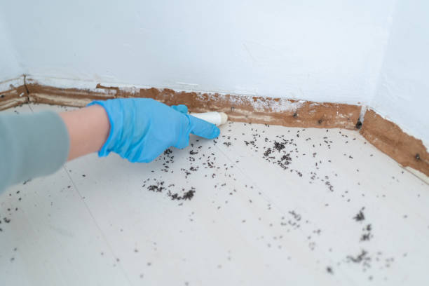 Best Pest Prevention Services  in Rancho Viejo, TX