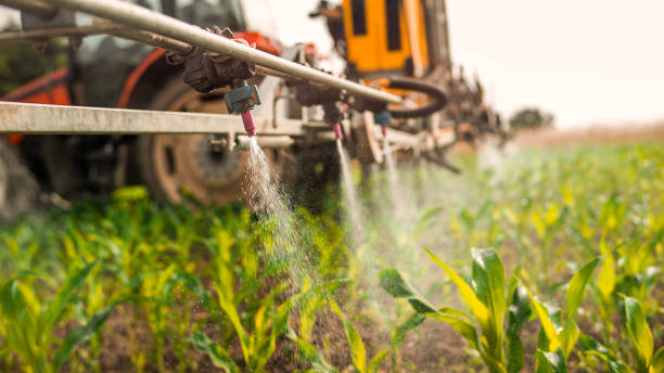 Best Ant Control Services  in Rancho Viejo, TX